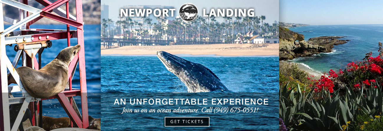 Providing Whale Watching to Catalina Island for over 20 years, Newport