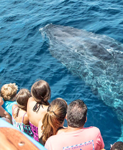 A group of children stand with an adult science educator on a boat while watching a humpback whale swim underwater nearby.