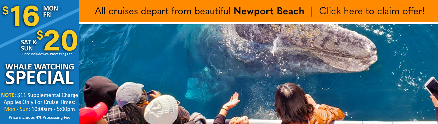 San Diego Whale Watch $15 Special