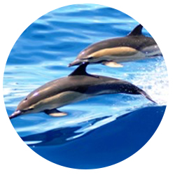 Los Angeles Common Dolphin