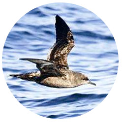 Southern California Shearwaters