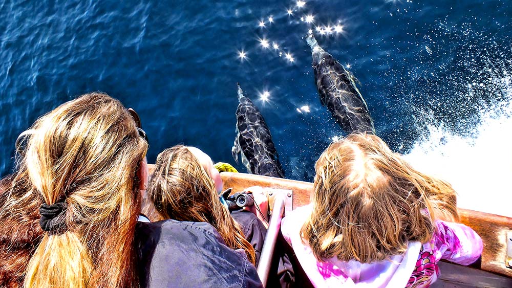 A family watches common dolphins swim under the boat while on a whale watching trip in Newport Beach.