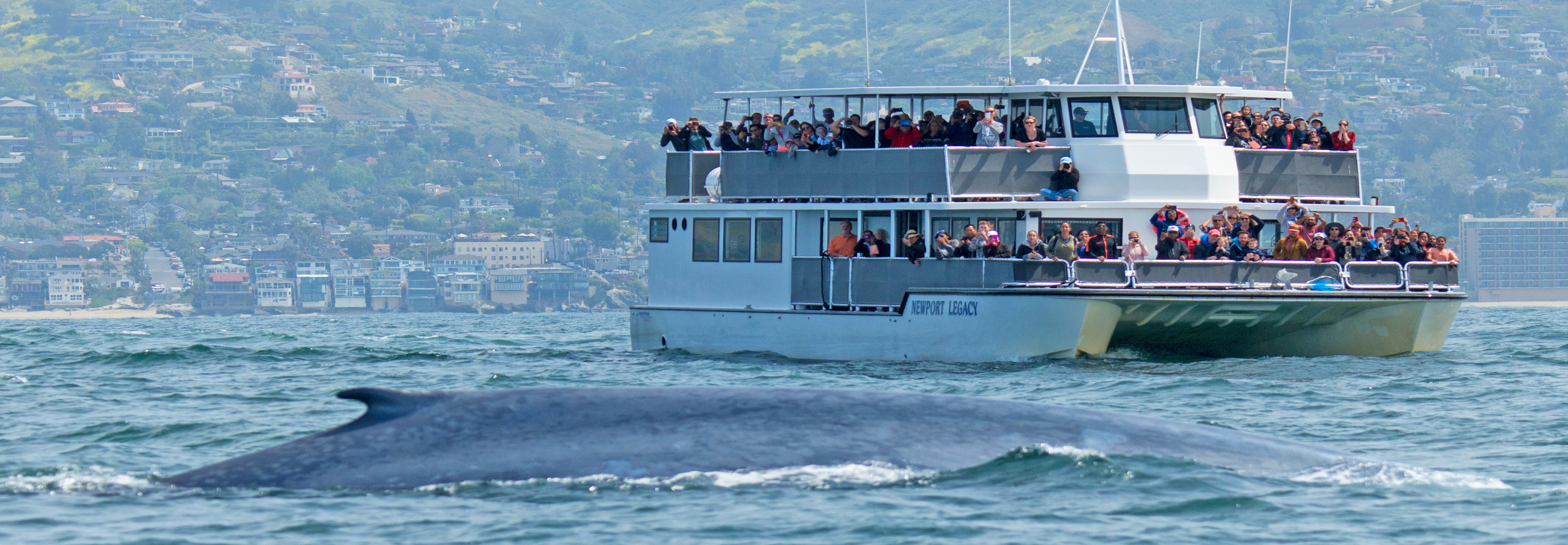 A Blue Whale comes up for air and gives a whale watching tour a view of its back along the coast of Newport Beach.