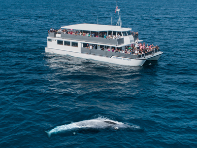 A Bryde's Whale comes up out of the water near a whale watching boat tour, exposing its fin for people on the boat.