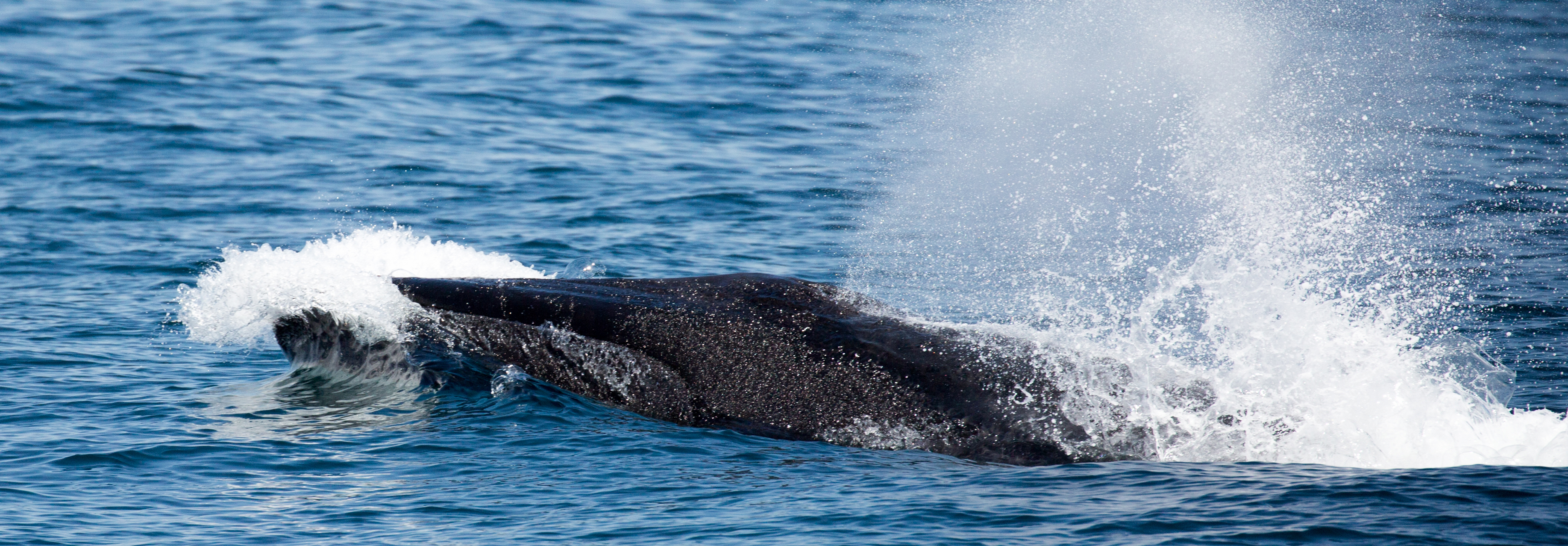 A Fin Whale comes up from the Pacific Ocean for a breath of air.