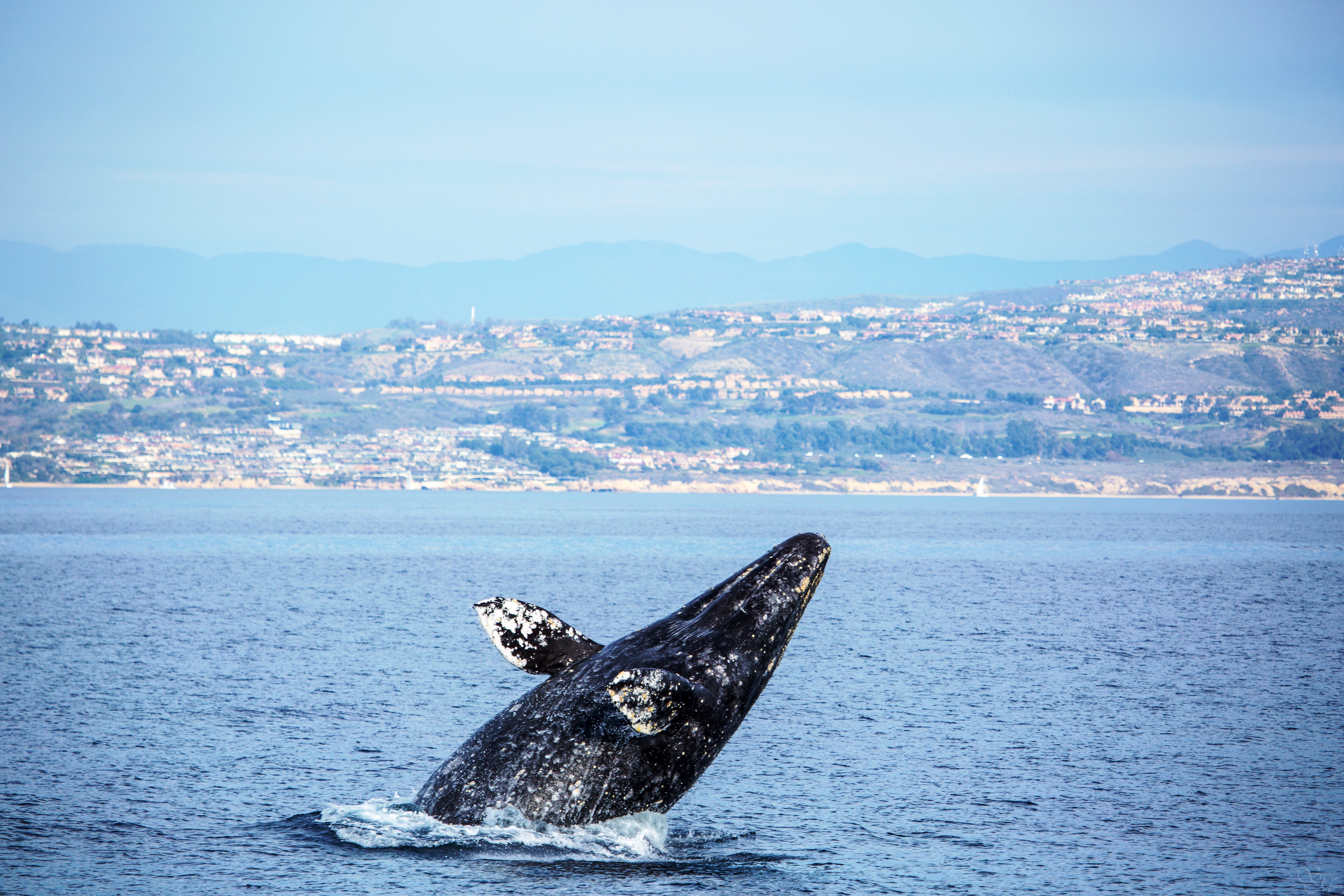 A gray whale swimming in the Pacific Ocean off the coast of Newport Beach, California.