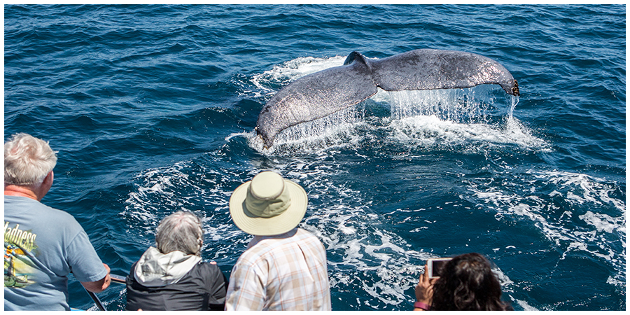 Aerial view of a large group of people on a whale watching boat while a blue whale swims in close proximity.