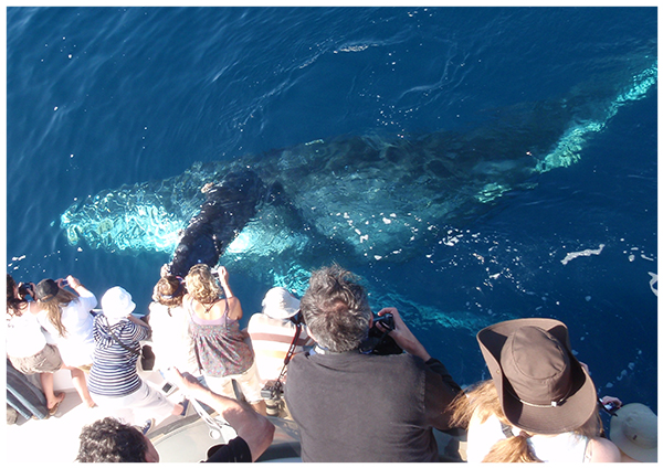 People take a photo of a humpback whale spotted from a whale watching boat trip.