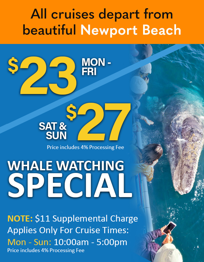 Southen California whale watching special offer promotional image.