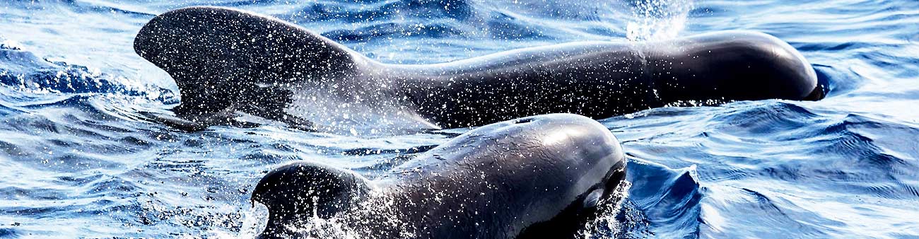 Two pilot whales come up for air and spray water while swimming together in the Pacific Ocean.