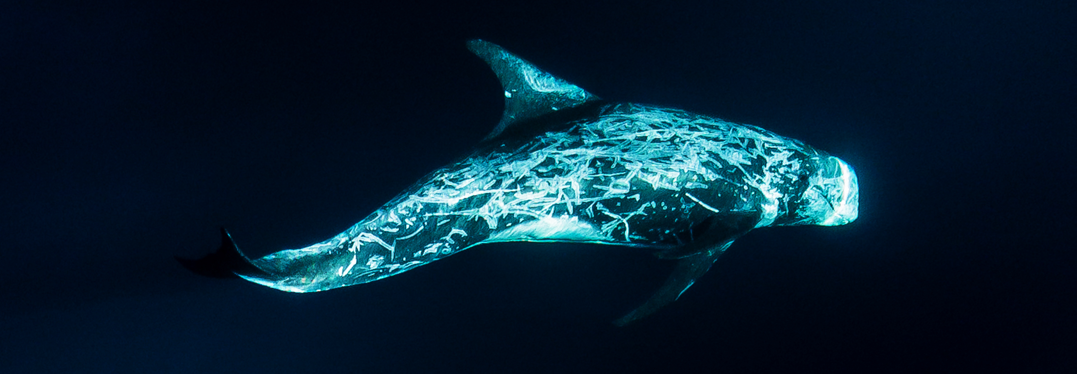 Underwater image of a Risso's Dolphin swimming in the Pacific Ocean off of Southern California.