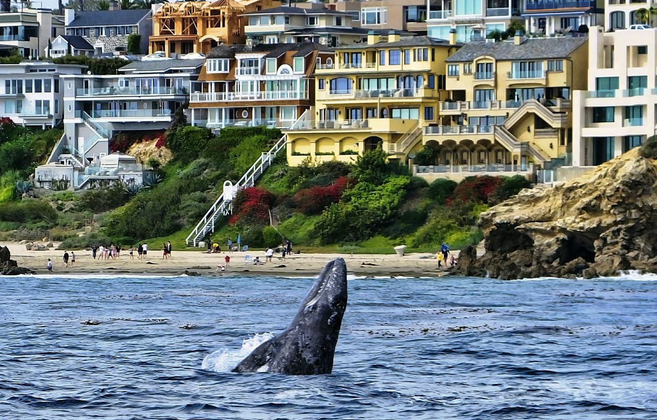 A gray whale breaches out of the water while swimming right in front a row of coastal homes in Newport Beach.